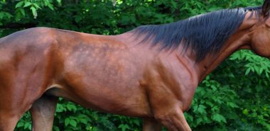 equine-infectious-anemia-banner