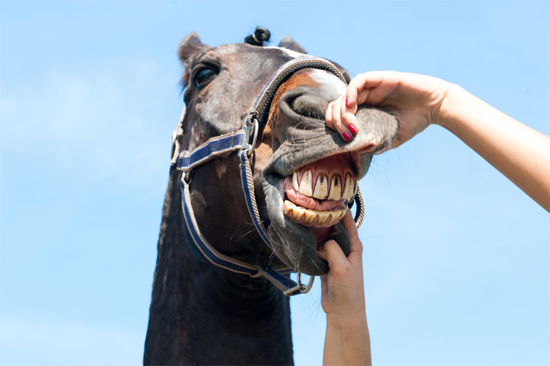 equine-dental-exam-float-strip4