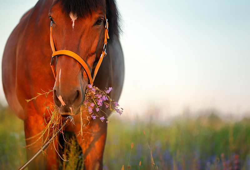 Beautiful,Red,Horse,In,The,Summer,Field.,Horse,Head,In